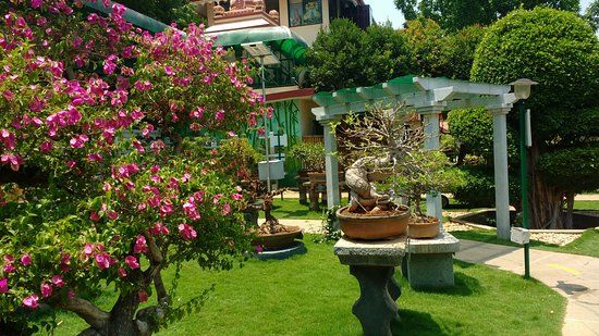 Kishkindha Molika Bonsai Garden